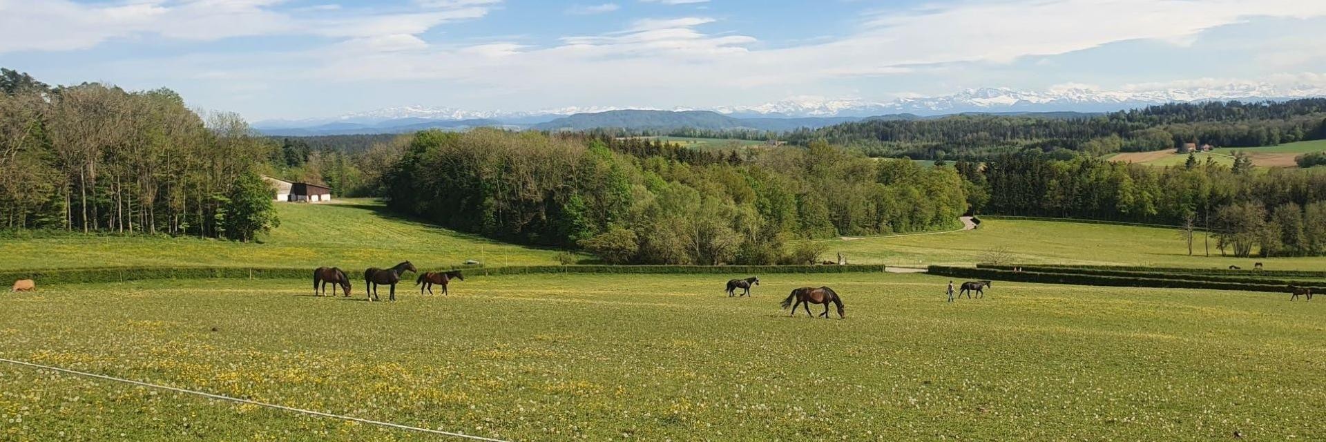 Pferde weiden friedlich in einem Feld, während die Alpen im Hintergrund eine malerische Kulisse bieten.