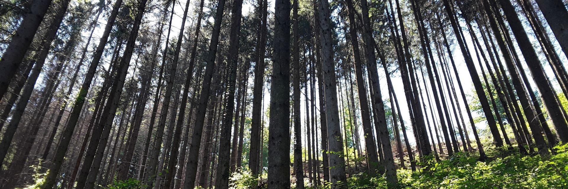 Ein malerischer Wald, in dem hohe Bäume und frisches, grünes Gras harmonisch miteinander verschmelzen.